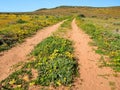 Off-road track Royalty Free Stock Photo