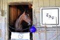 Off the Tracks - Saratoga Horse Haven