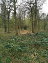 Off-trail in deciduous woodland in springtime