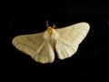 Off white colored butterfly sitting in black door Royalty Free Stock Photo