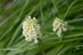 Off White Mountain wildflower in Glacier