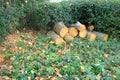 Offcut tree trunks surrounded by Holly bushes Royalty Free Stock Photo