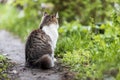Offended cat sits with his back on the path Royalty Free Stock Photo