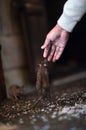 Offering food for holy rats at famous Karni Mata Temple in Deshnoke, Rajasthan state of India. It is also known as the Temple of