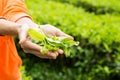 Offering freshly harvested tea leafs