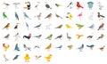 Birds Illustration Color Icons Pack