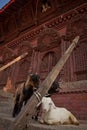 Offerings of livestock for Dashain, Durbar Square, Kathmandu, Ne Royalty Free Stock Photo