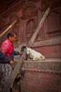Offerings of livestock for Dashain, Durbar Square, Kathmandu, Ne Royalty Free Stock Photo