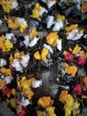 offerings made of colored rice for Balinese Hindu religious activities