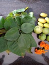 Offerings To Lord Shiva In Mahashivaratri and Shravan Month In Hindu Religion Royalty Free Stock Photo