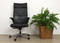 Office armchair and houseplant palm