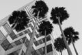 Tampa Office Building with Palm Trees Royalty Free Stock Photo