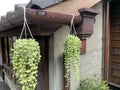 Dischidia nummularia in Japanese Zen architectural courtyard Royalty Free Stock Photo