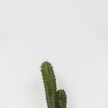 office cactus. High quality photo