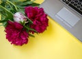 Beautiful blooming burgundy peony and a lap top, office, business concept, spring flowers, copy space Royalty Free Stock Photo