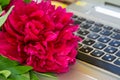 Beautiful blooming burgundy peony and a lap top, office, business concept, spring flowers, copy space Royalty Free Stock Photo