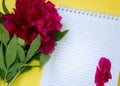 Beautiful blooming burgundy peony and a notebook, office, business concept, spring flowers, copy space, flower - yellow background Royalty Free Stock Photo