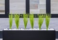 Office decor green plants in a black rectangular pot