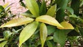 an office display flower that must be exposed to the sun so that the leaves look more beautiful