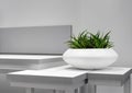 Office Interior Element: White Pot Of Green Houseplant Sansevieria On Grey-White Table Near A Wall. Green Office Plant In White Po