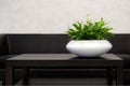 Office Interior Element: White Pot Of Spathiphyllum Green Houseplant On Dark-Brown Table Near A Black Leather Sofa. Green Office P Royalty Free Stock Photo