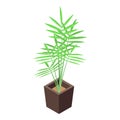 Office palm tree pot icon, isometric style Royalty Free Stock Photo