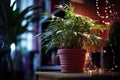 an office plant decorated with tiny led fairy lights Royalty Free Stock Photo