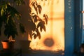 office plant shadow on wall, sun setting outside the window Royalty Free Stock Photo
