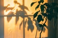 office plant shadow on wall, sun setting outside the window Royalty Free Stock Photo