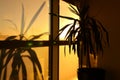 office plant shadow on wall, sun setting outside the window Royalty Free Stock Photo