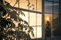 office plant shadow on wall, sun setting outside the window Royalty Free Stock Photo