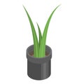 Office pot plant icon, isometric style Royalty Free Stock Photo