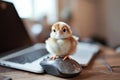 In the office, a small chick clicks the mouse button on the computer as it works Royalty Free Stock Photo