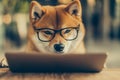 At the office, a spectacled dog is sitting at a laptop computer doing work Royalty Free Stock Photo