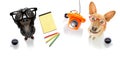 Office worker businessman couple of team dogs Royalty Free Stock Photo