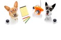 Office worker businessman couple of team dogs Royalty Free Stock Photo