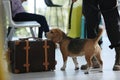 Officer with dog checking suitcase in airport. Luggage inspection