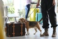 Officer with dog checking suitcase in airport. Luggage inspection