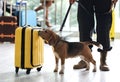 Officer With Dog Checking Suitcase In Airport. Luggage Inspection