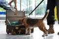 Officer with dog looking for drugs near open suitcase in airport Royalty Free Stock Photo