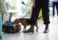 Officer with dog looking for drugs near open suitcase in airport Royalty Free Stock Photo