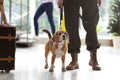 Officer with dog near suitcase in airport Royalty Free Stock Photo