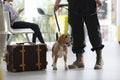 Officer with dog near suitcase in airport Royalty Free Stock Photo