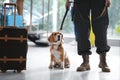 Officer with dog near suitcase in airport Royalty Free Stock Photo