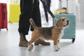 Officer with dog near suitcase in airport Royalty Free Stock Photo