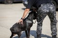 Officer from the Romanian customs train a service dog to detect drugs and ammunition near a car during a drill exercise Royalty Free Stock Photo