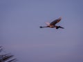 The official bird of the pantanal, the jabiru, flying in the evening