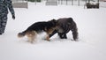 Official German shepherd on the detention of a dangerous criminal