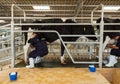 official show milking from milk cow Royalty Free Stock Photo