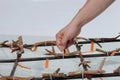 Officials are using a webbing to bind the steel structure to the staghorn coral is a method of restoring coral reefs for marine